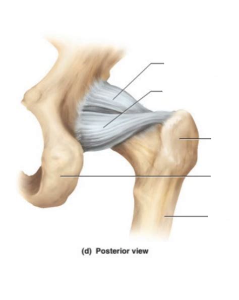 Wk 6 Hip Joint Posterior View Diagram Quizlet