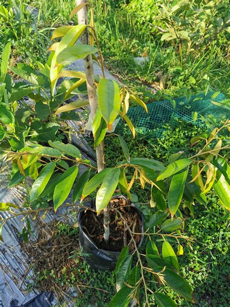 Kalau Beli Anak Pokok Durian Ikut Tip Penjagaan Ini Supaya Pokok Sihat