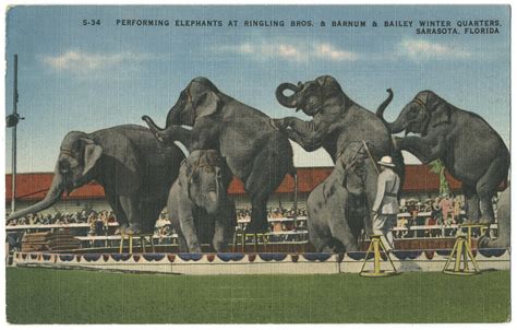 Performing Elephants Ringling Barnum Bailey Circus S Flickr