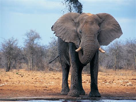 Elephant Nature Of The World