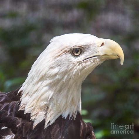 Bald Eagle Close Up Photograph By Noel Adams Fine Art America