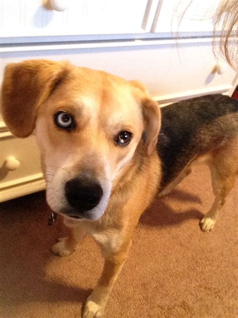 Beagle And Australian Shepherd Mix So Cute Beagle Mix Rare Dog