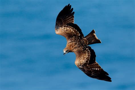 Canon Bird Branch Project | Biodiversity Initiatives | Bird photo guide | Black Kite