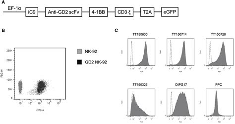 Frontiers Anti Tumor Efficacy Of Anti Gd2 Car Nk 92 Cells In Diffuse