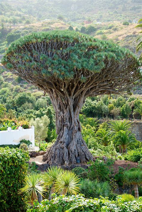 The Dragon Tree El Drago Milenario Photograph By Gavin Lewis