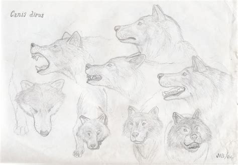 Dire Wolf Sketch (2004) by jwmorenob on DeviantArt