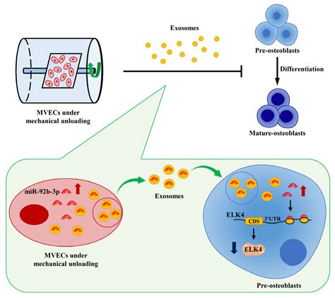 Jpm Free Full Text Exosomes From Microvascular Endothelial Cells