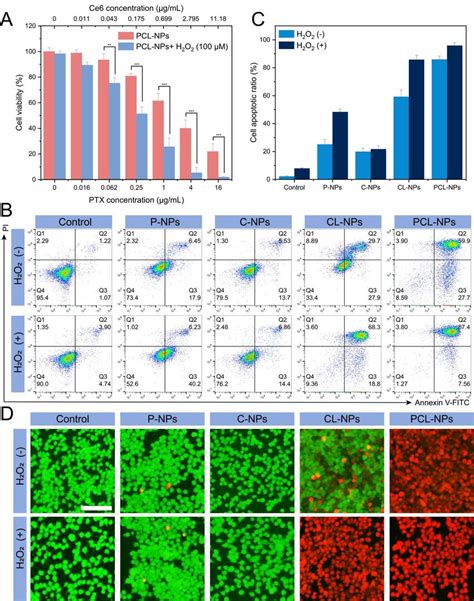 In Vitro Cytotoxicity Analysis A Viability Of T Cells Incubated