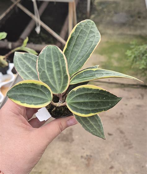 Hoya Macrophylla Pot Of Gold Orchidgarden