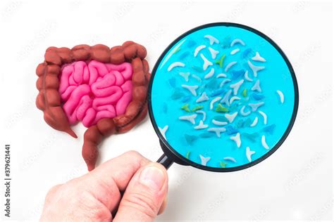 Human Intestinal Health Microorganisms Under Magnifying Glass Concept