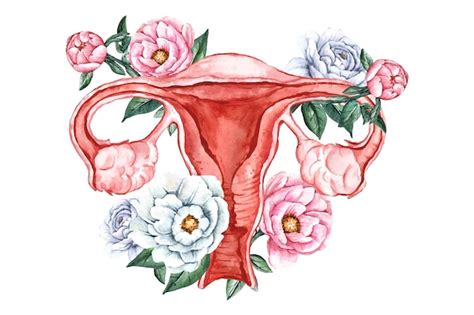 Free Vector Female Reproductive System With Flowers