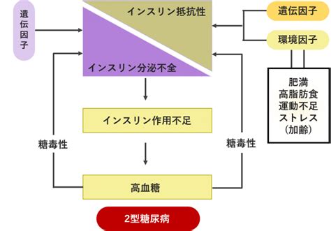 2型糖尿病あずま糖尿病内科クリニック治療や食事療法について