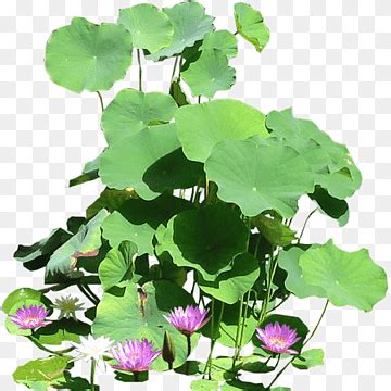 Nelumbo Nucifera Water Lilies PNG Clipart Animation Annual Plant