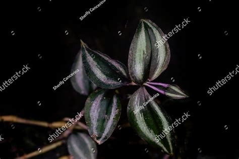 Tradescantia Zebrina Burgundy Inch Plant Burgundy Wandering Dude