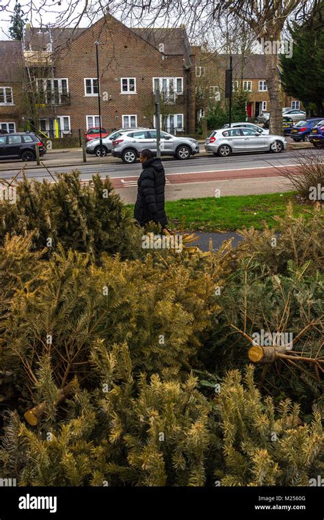 Dead Christmas Trees In Hilly Fields Brockley Stock Photo Alamy