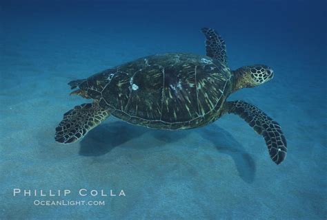 Green Sea Turtle Maui Hawaii Chelonia Mydas 04560