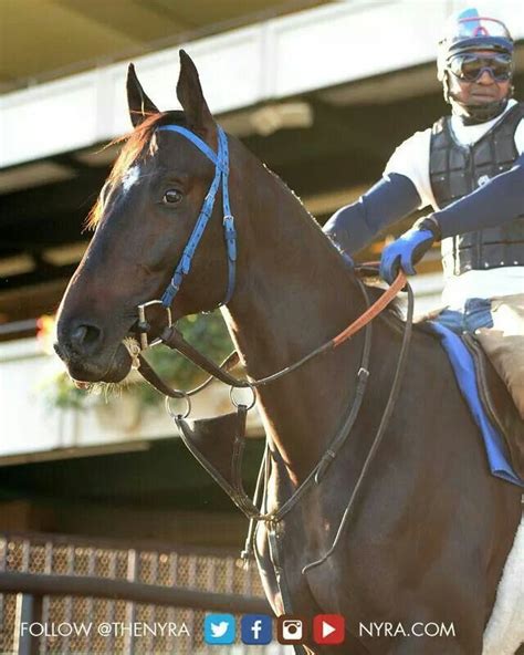 Cozmic One He Looks A Lot Like Mom Zenyatta Horse Thoroughbred Horse