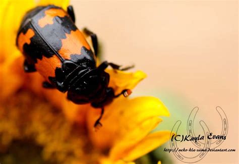 American Burying Beetle Quick Facts For Curious Minds What S That Bug