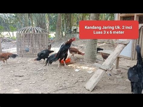 Update My Farm Kandang Jaring Umbaran YouTube