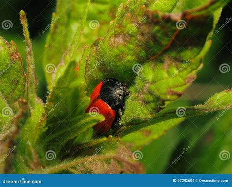 Ladybug stock photo. Image of closeup, habitat, plant - 97292604