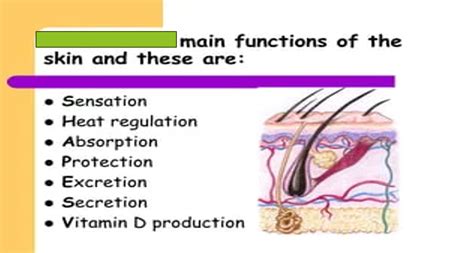 physical functions   skin msthu medical english