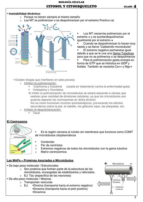 SOLUTION Citosol y Citoesqueleto biología 4 Studypool