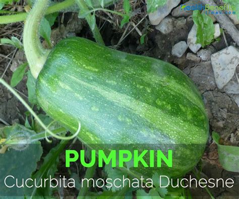 Cucurbita Moschata