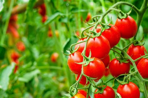 Crescimento De Plantas Frescas De Tomates Vermelhos Maduros Em Um