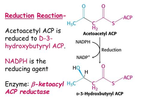 Biosynthesis of fatty acid | PPT