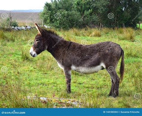 A donkey in Ireland stock photo. Image of landscape - 144180204