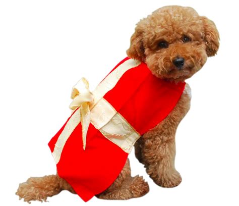 Top 10 Christmas Outfits for Dogs | Christmas dog outfits, Christmas ...