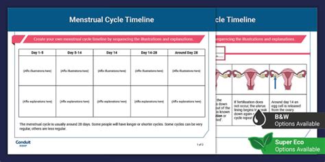 RSHP Menstruation Cycle Timeline Worksheet Teacher Made