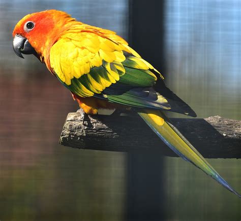 Images Gratuites Oiseau Aile Le Bec Couleur Color Jaune Faune