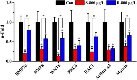 Regulation of seven hyper methylated genes BMP 7α BMP 8 WNT 6