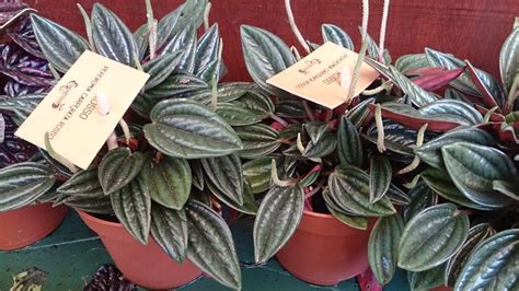 Peperomia Caperata