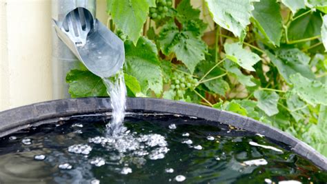 Using Ibc Totes For Large Scale Rainwater Harvesting