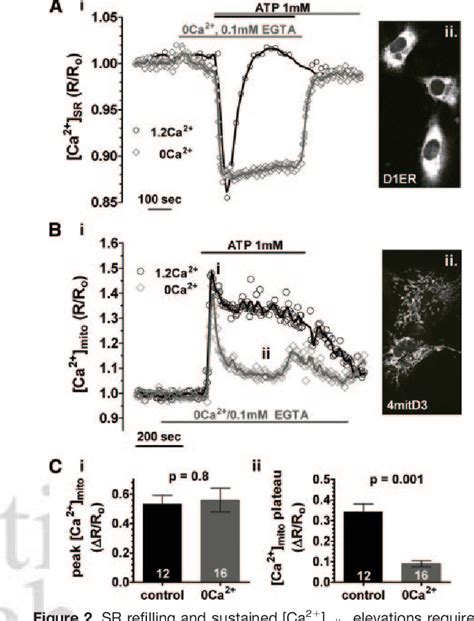 Figure 2 From Mitochondrial Regulation Of Sarcoplasmic Reticulum Ca2