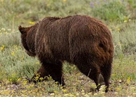 Grizzly Bear Rear Stock Photos Pictures And Royalty Free Images Istock