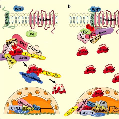 Regulation Of Cardiogenesis By Wnt β Catenin Signaling Pathway