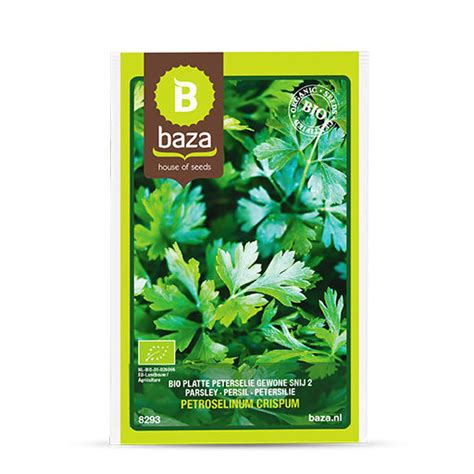 Semence De Persil Biologique 8293 BAZA Seeds Holland B V