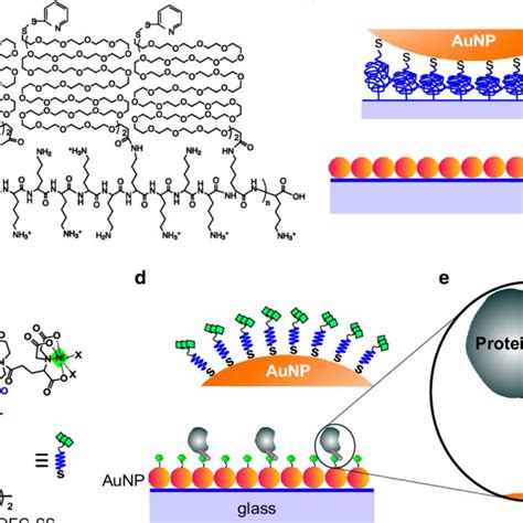 Self Assembly Of Functionalized Aunp Monolayers For Lspr Detection Of Download Scientific