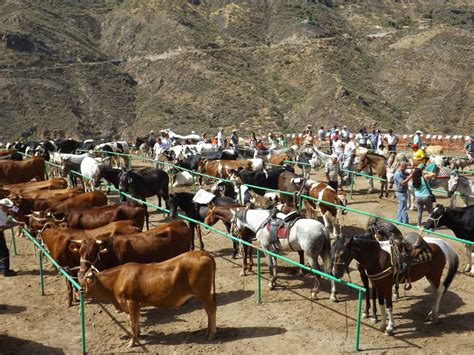 Tejedadigital Es En La Feria De Ganado Los Protagonistas Fueron Los