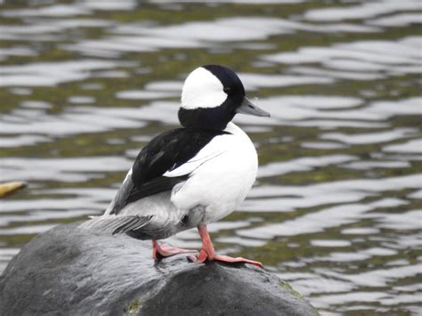 Out On A Rock Nice To See Those Feet Bufflehead Buff Buc Flickr