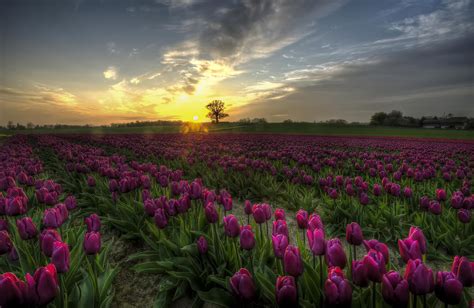 Nature Blue Sky Filed Flower Field Flowers Landscape Meadow