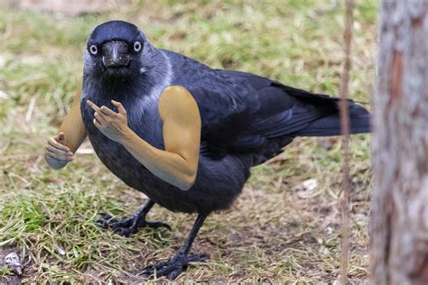 Bird flipping the bird : r/birdswitharms