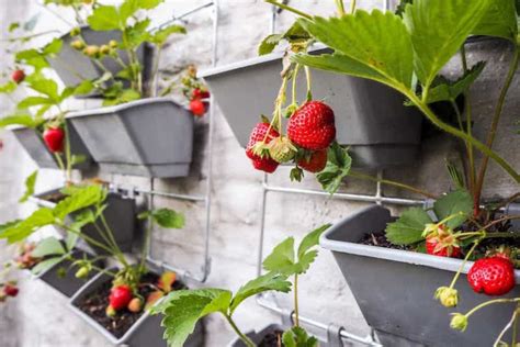 Come Coltivare Le Fragole Con Successo In Orto E Sul Balcone