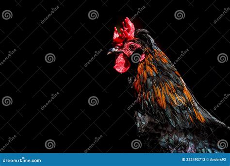 Barnevelder Cockerel Rooster Chicken Stock Image - Image of gallus ...