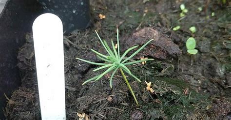 Norwegian Spruce Seedling Album On Imgur