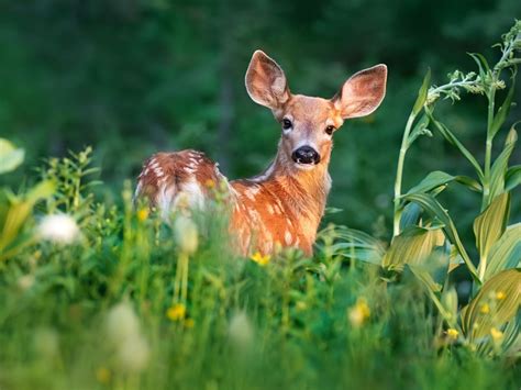 Ohio State Animal White Tailed Deer