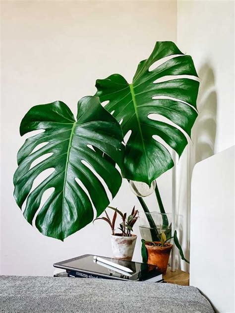 Como Plantar Costela De Ad O Monstera Deliciosa